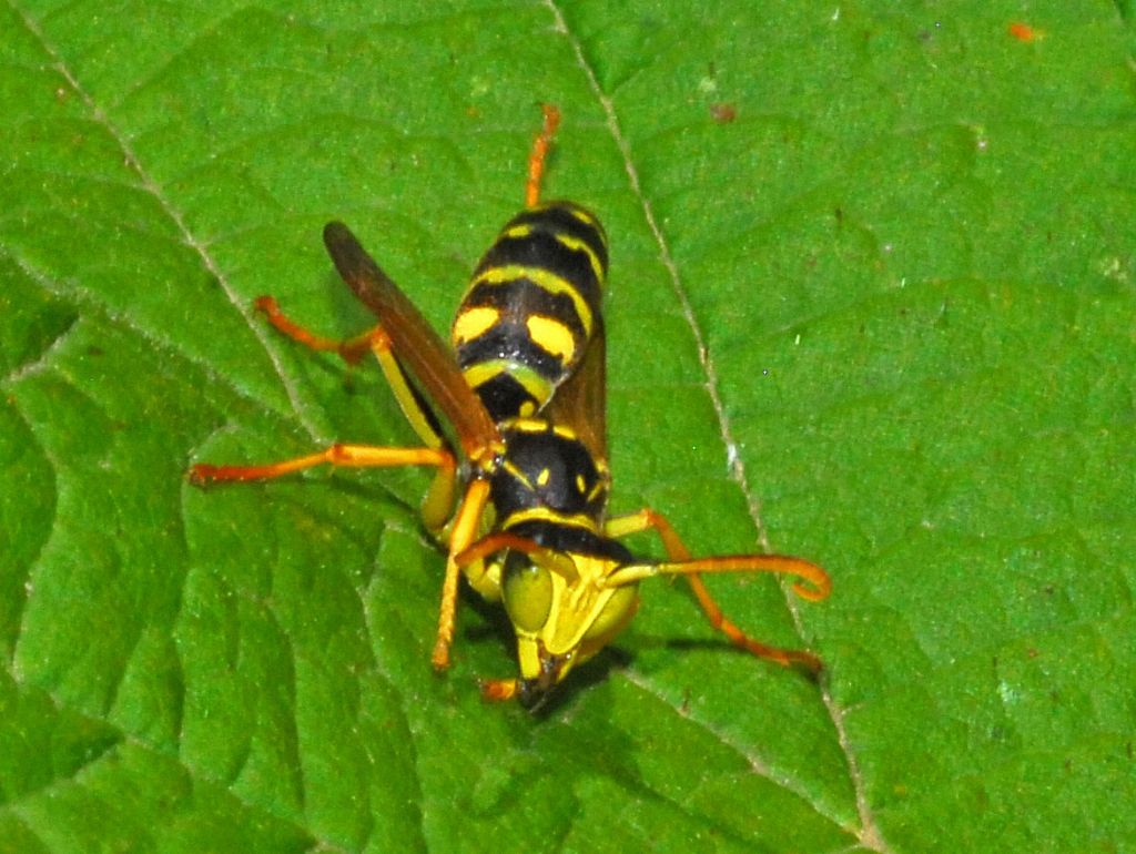 Una vespa faccia gialla: Polistes associus, maschio